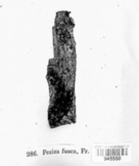 Tapesia fusca image